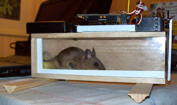 Mouse in Trap