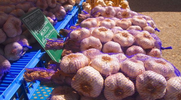 Garlic